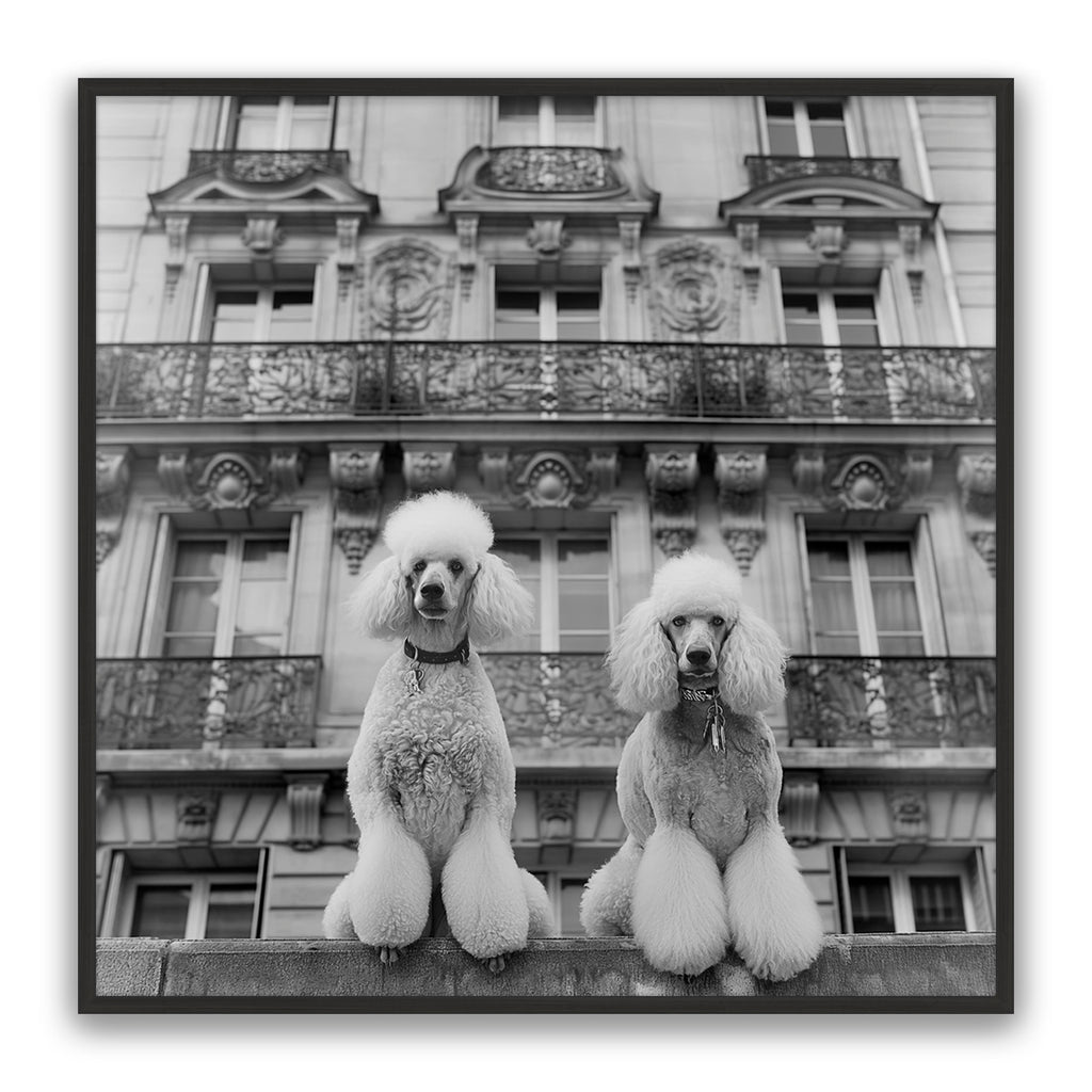 French Poodles