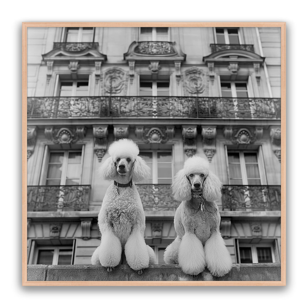 French Poodles