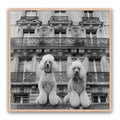 French Poodles