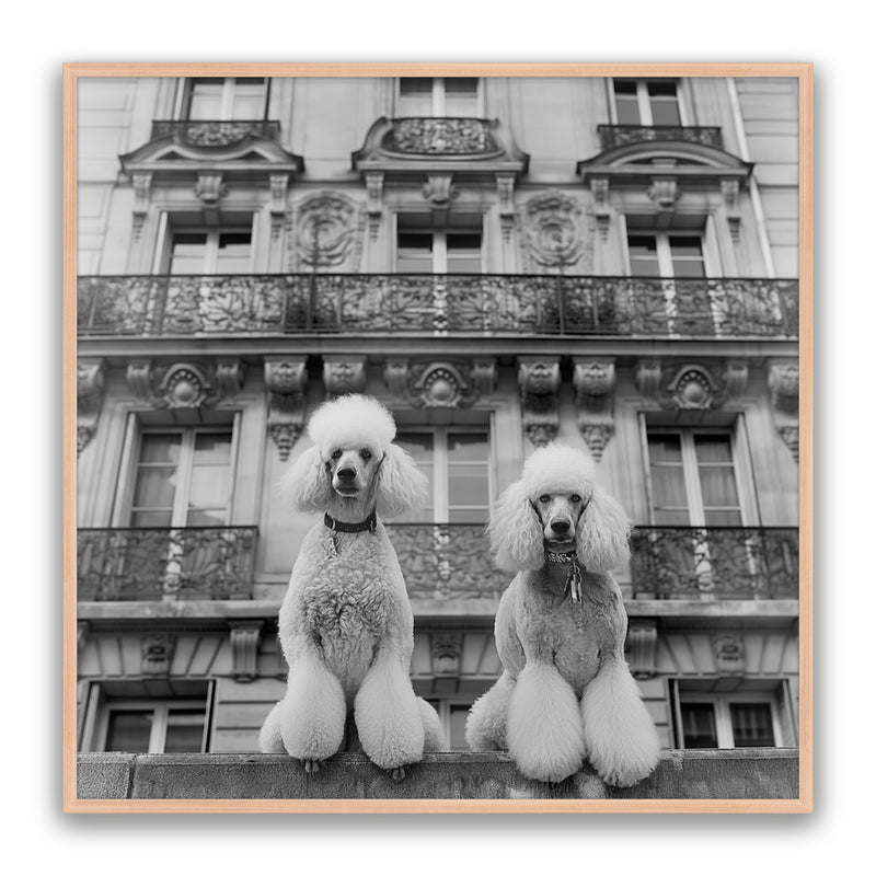 French Poodles