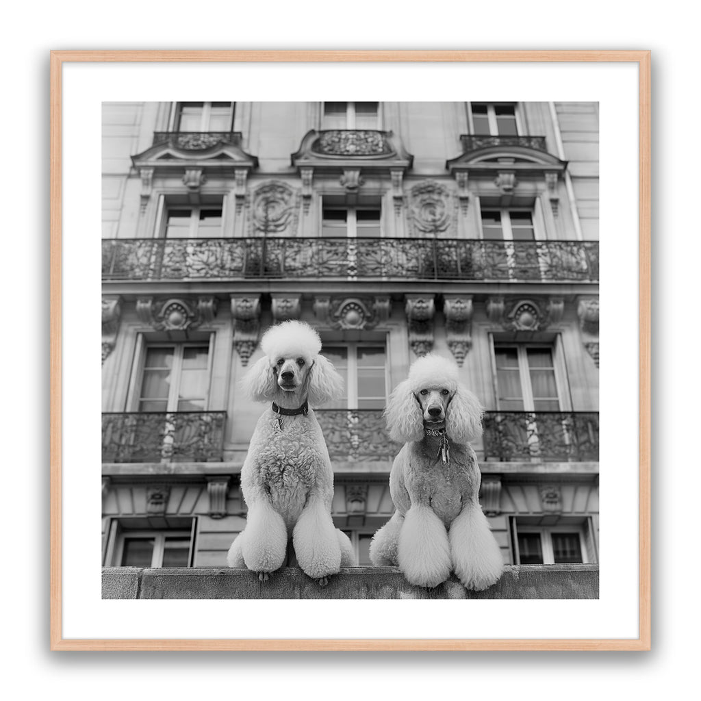 French Poodles