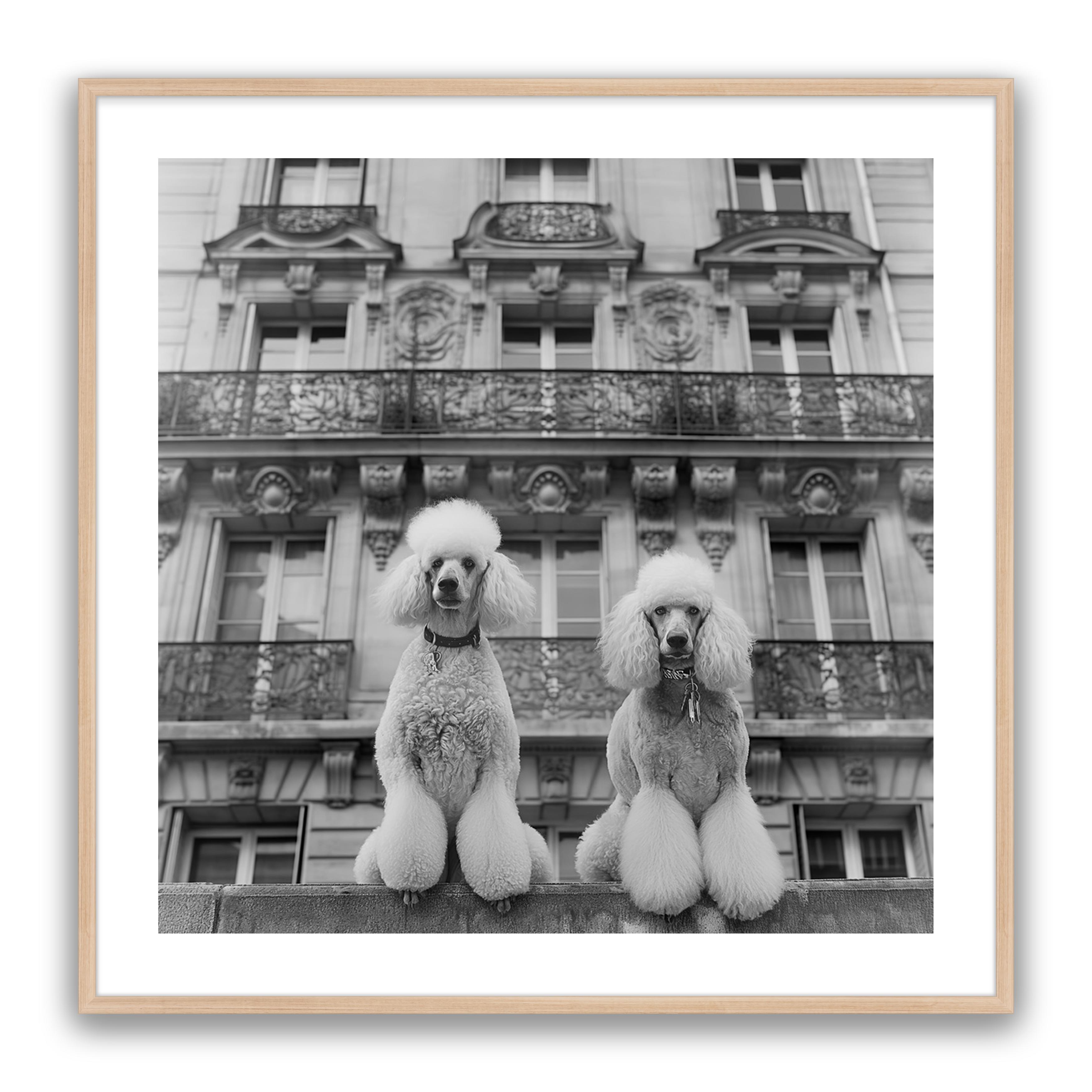 French Poodles