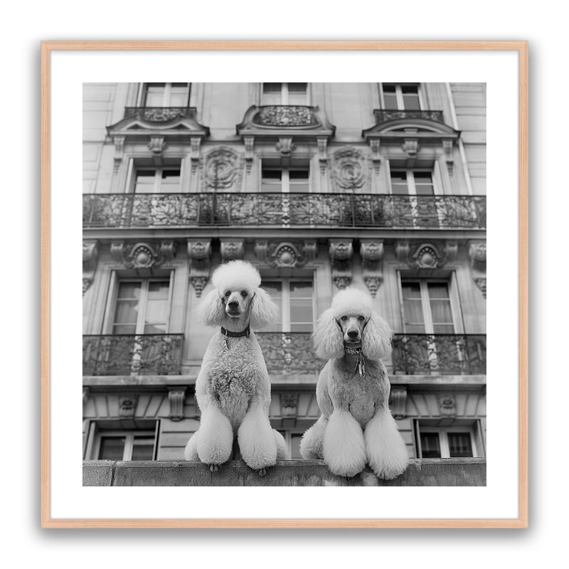 French Poodles