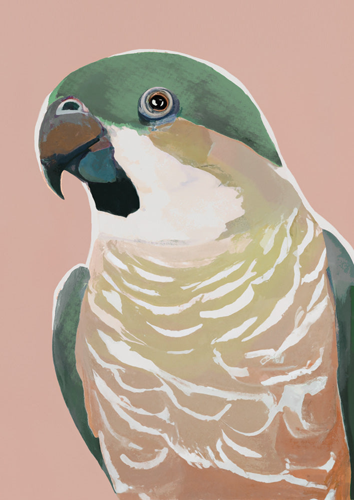 Prasine Cocky