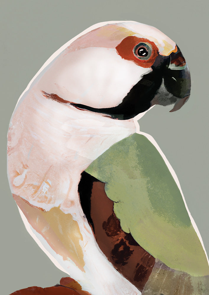 Prasine Parrot
