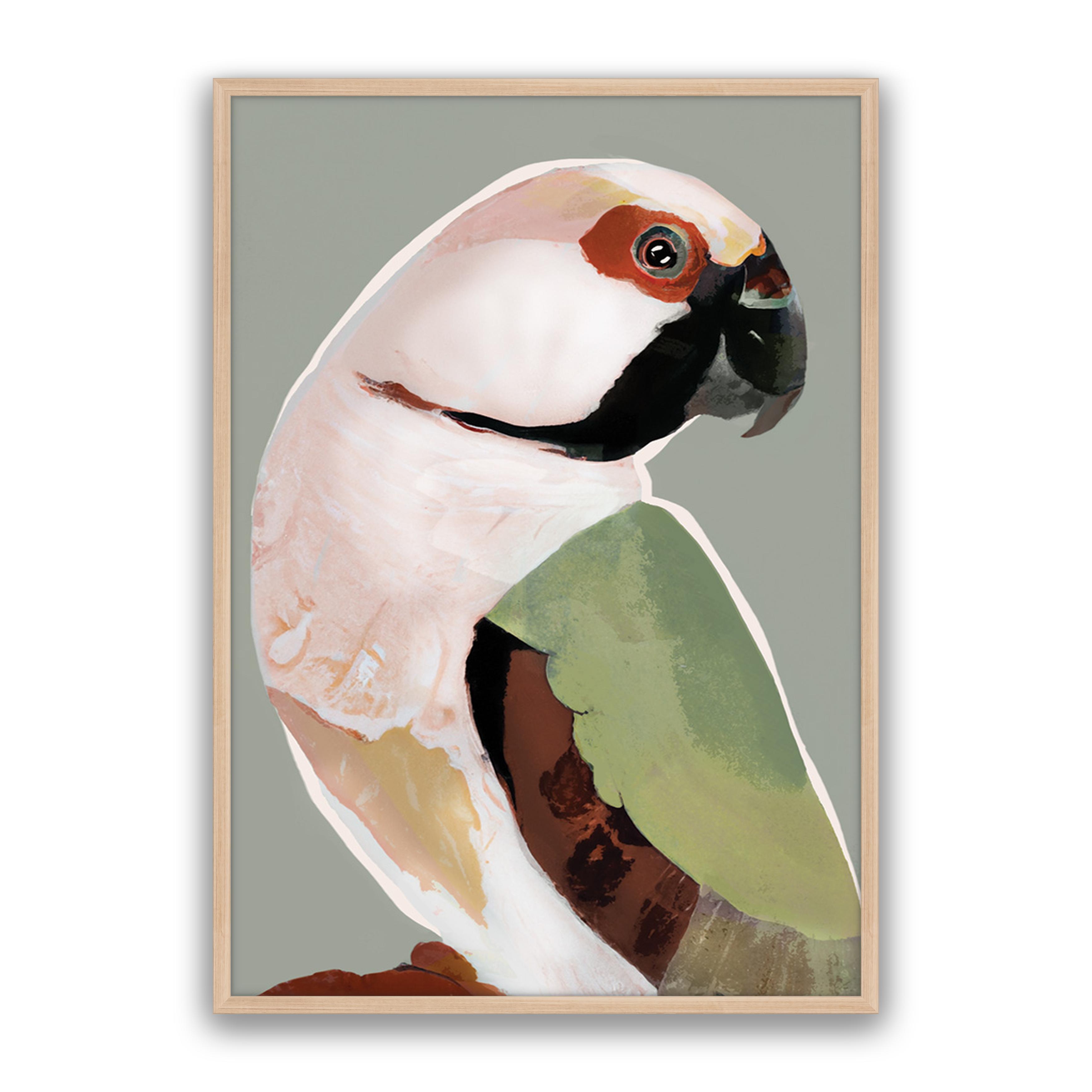 Prasine Parrot