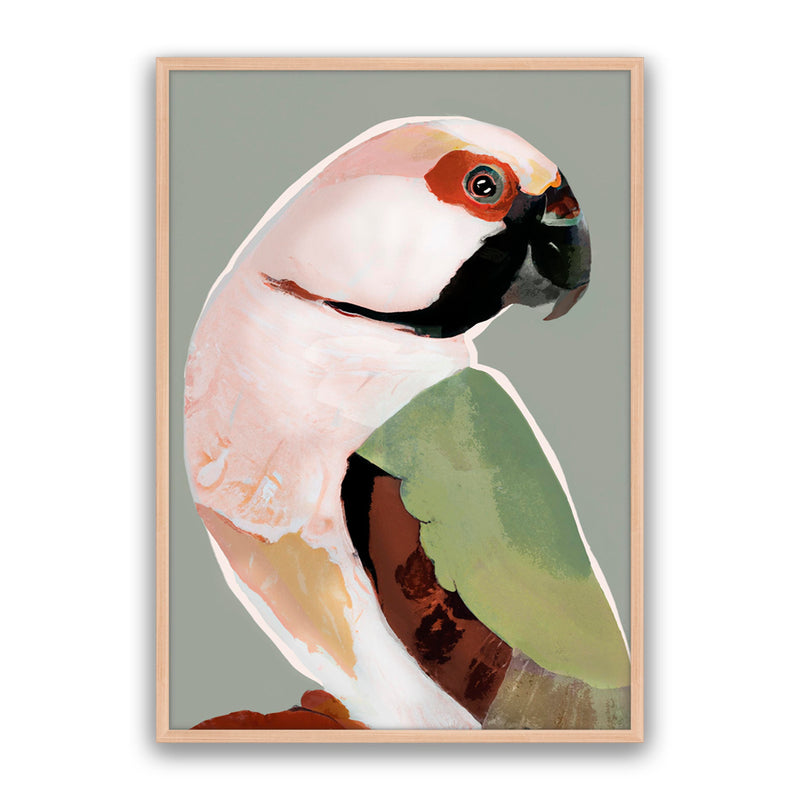 Prasine Parrot