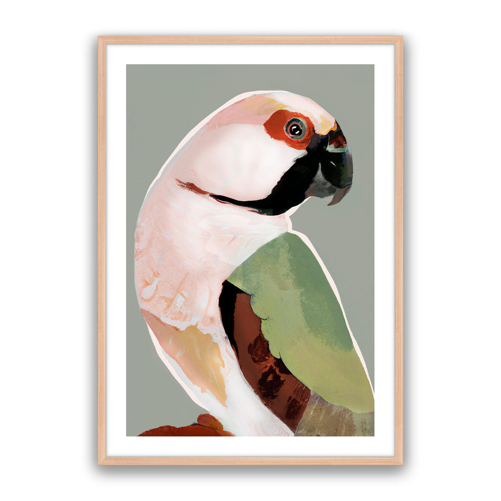 Prasine Parrot