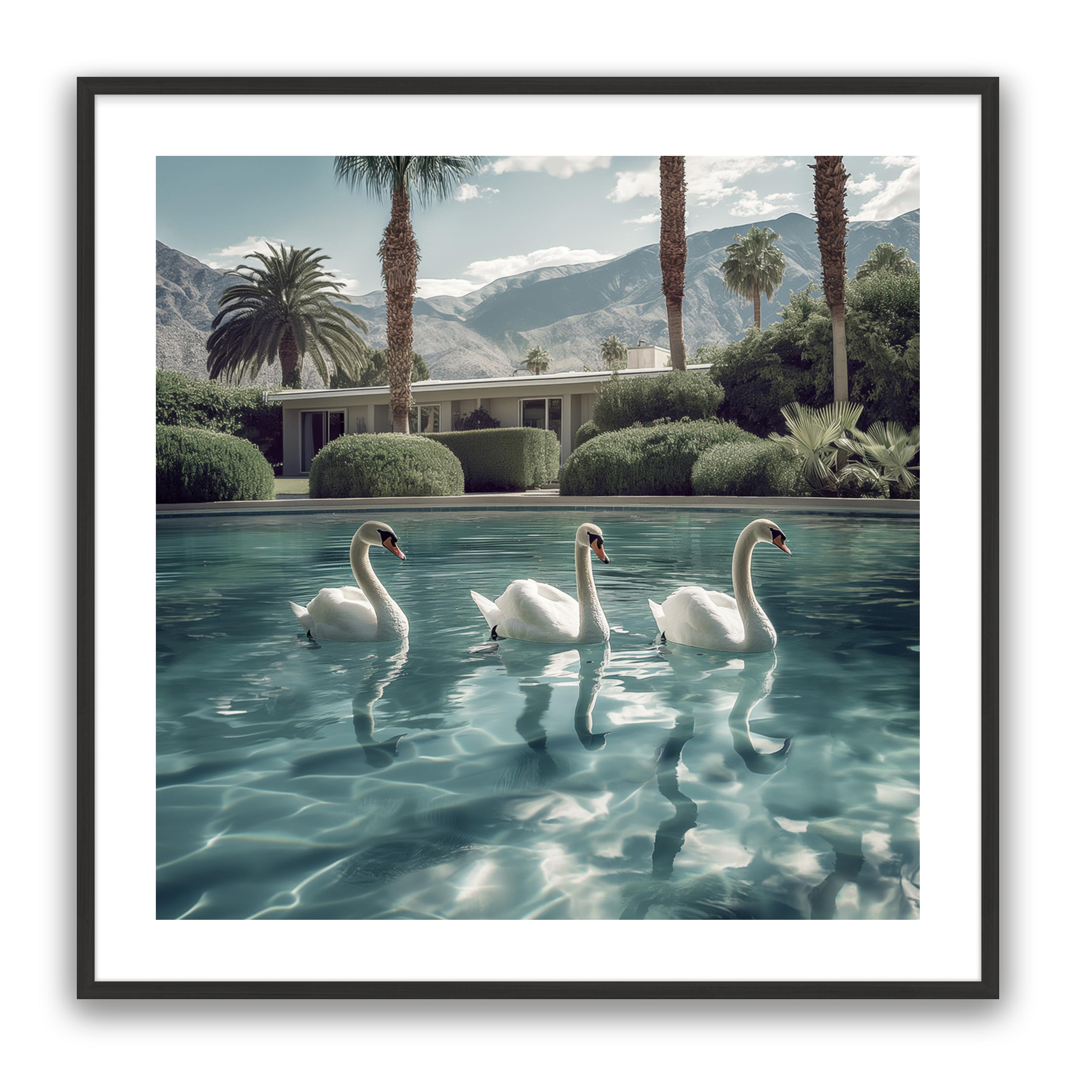 Lady Swans