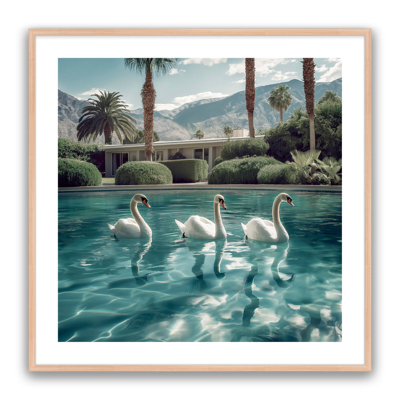 Lady Swans