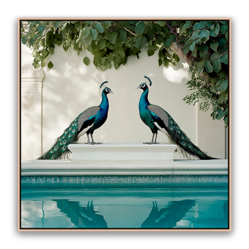 Peacocks Blu