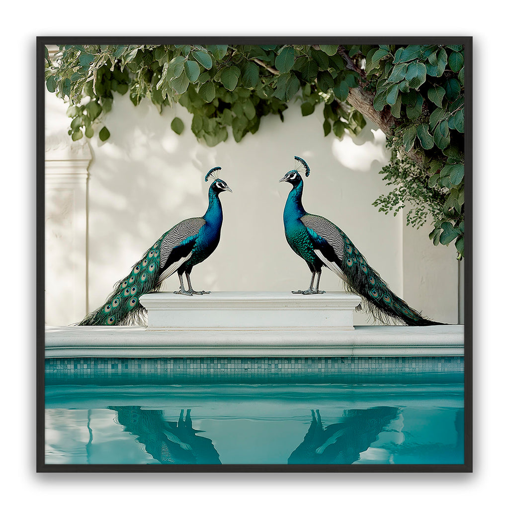 Peacocks Blu