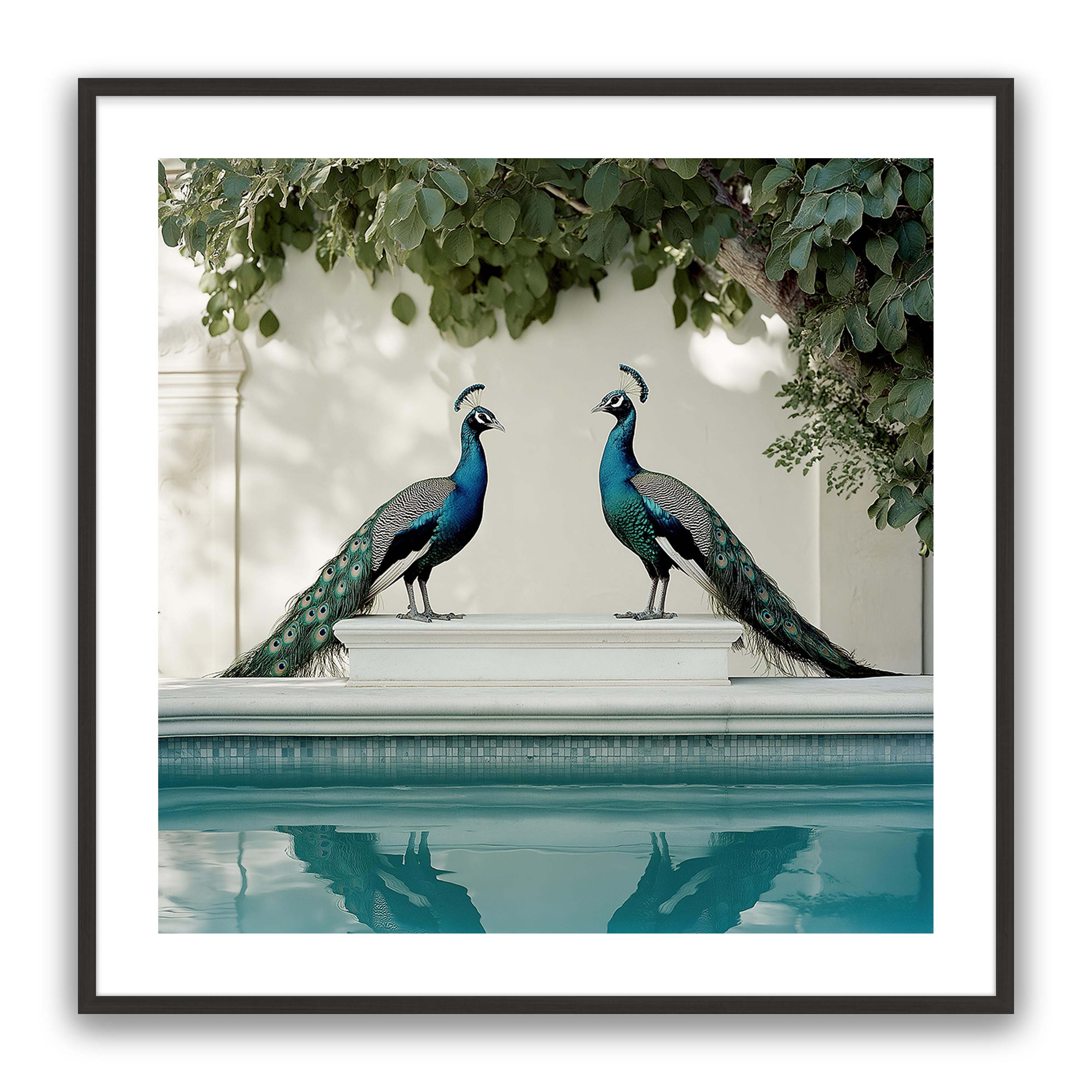 Peacocks Blu