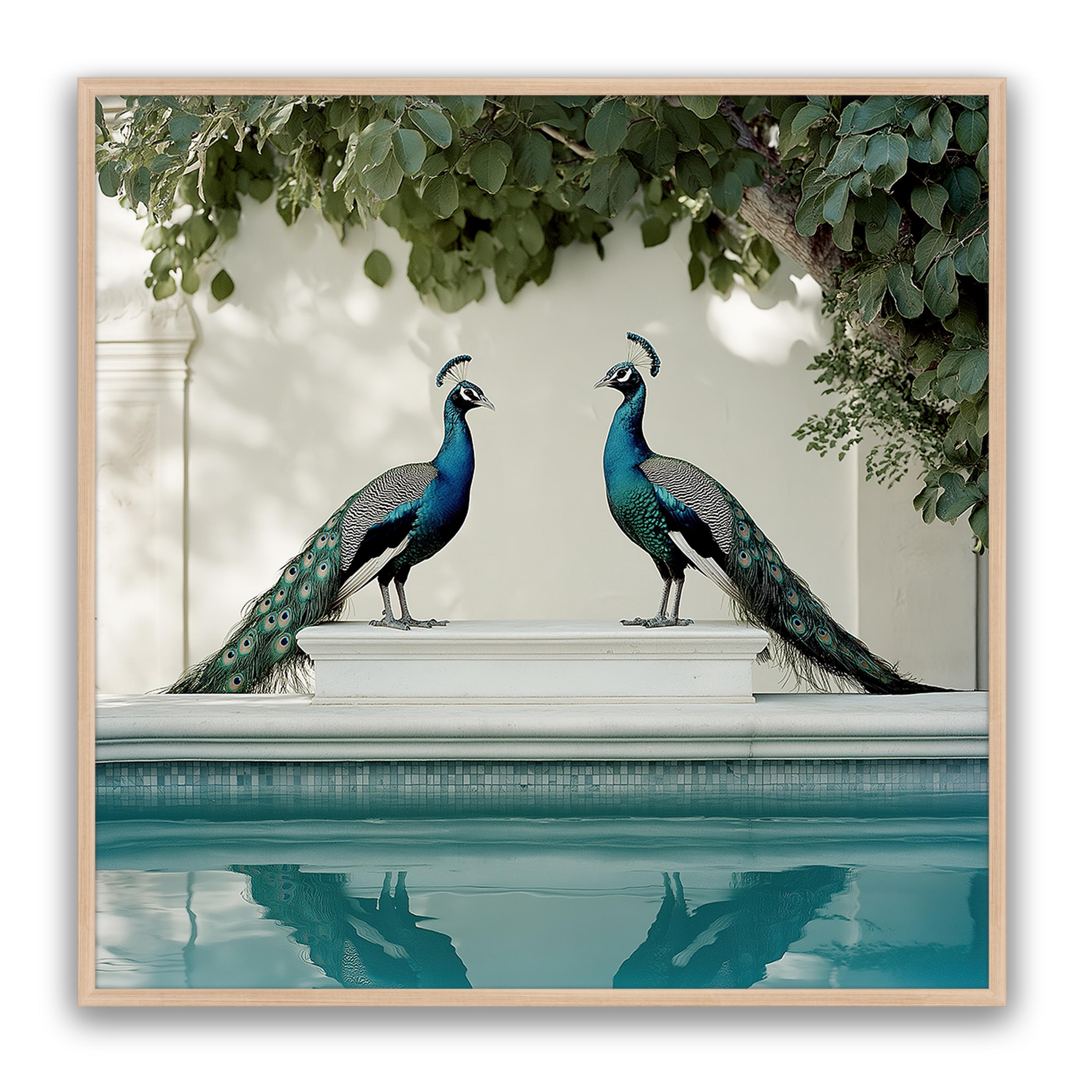 Peacocks Blu