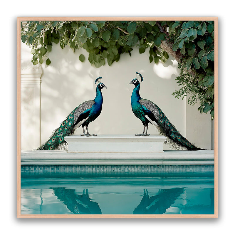 Peacocks Blu