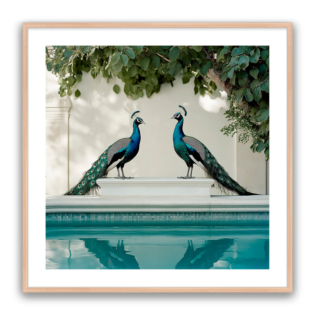 Peacocks Blu