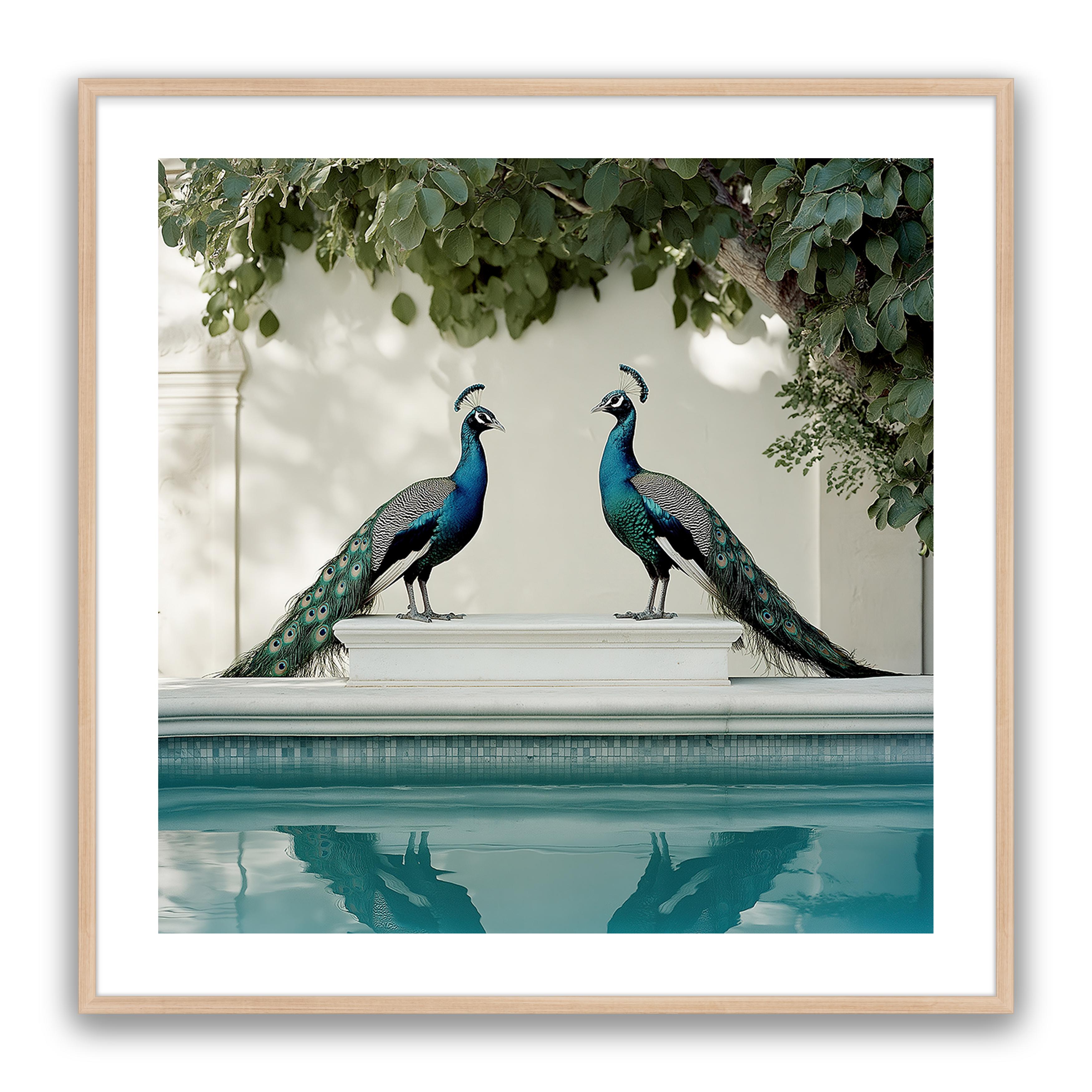Peacocks Blu