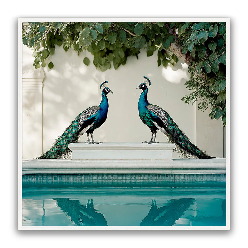 Peacocks Blu