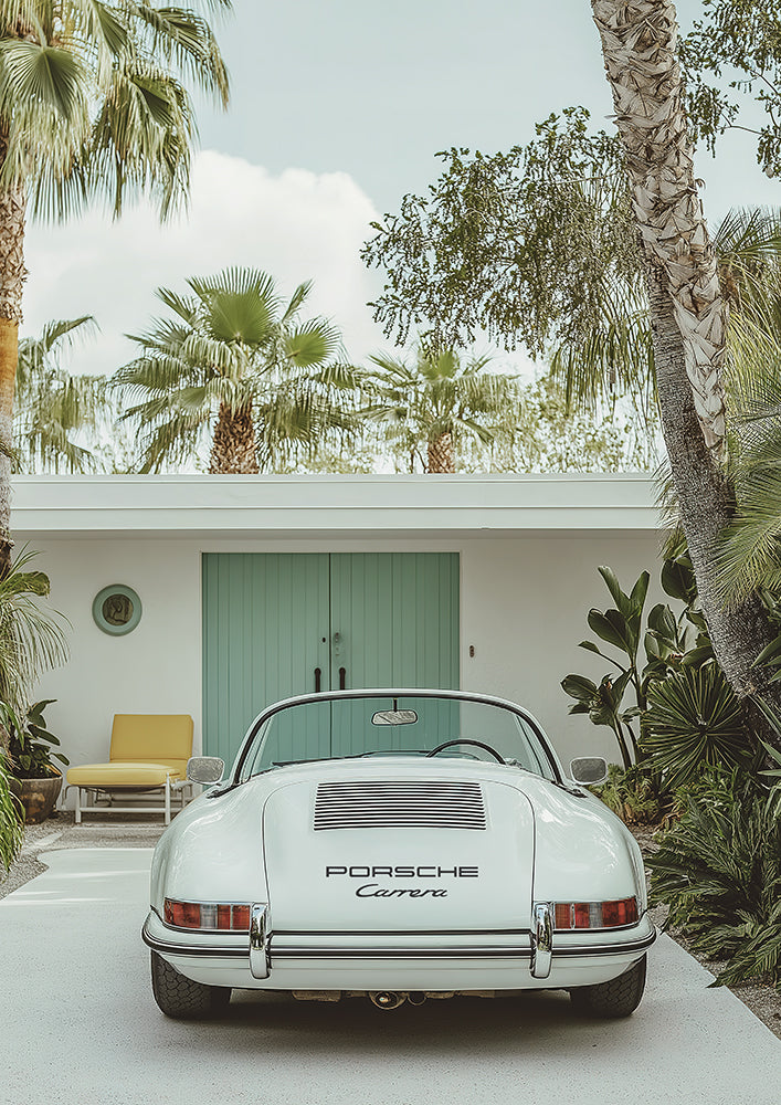 Carrera Palm