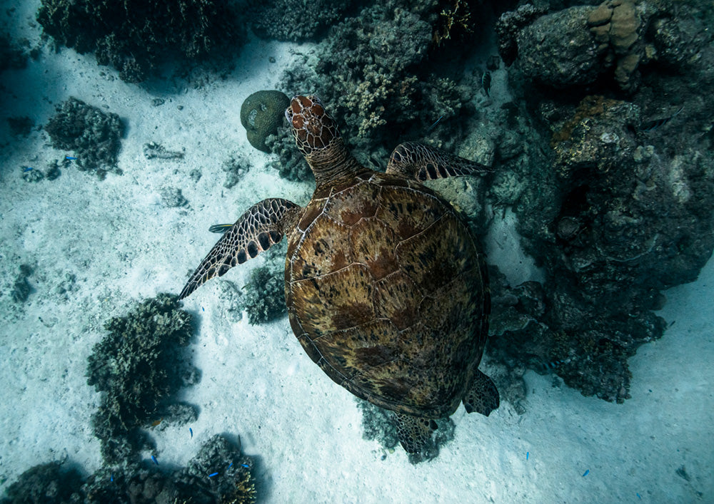 Turtle Island