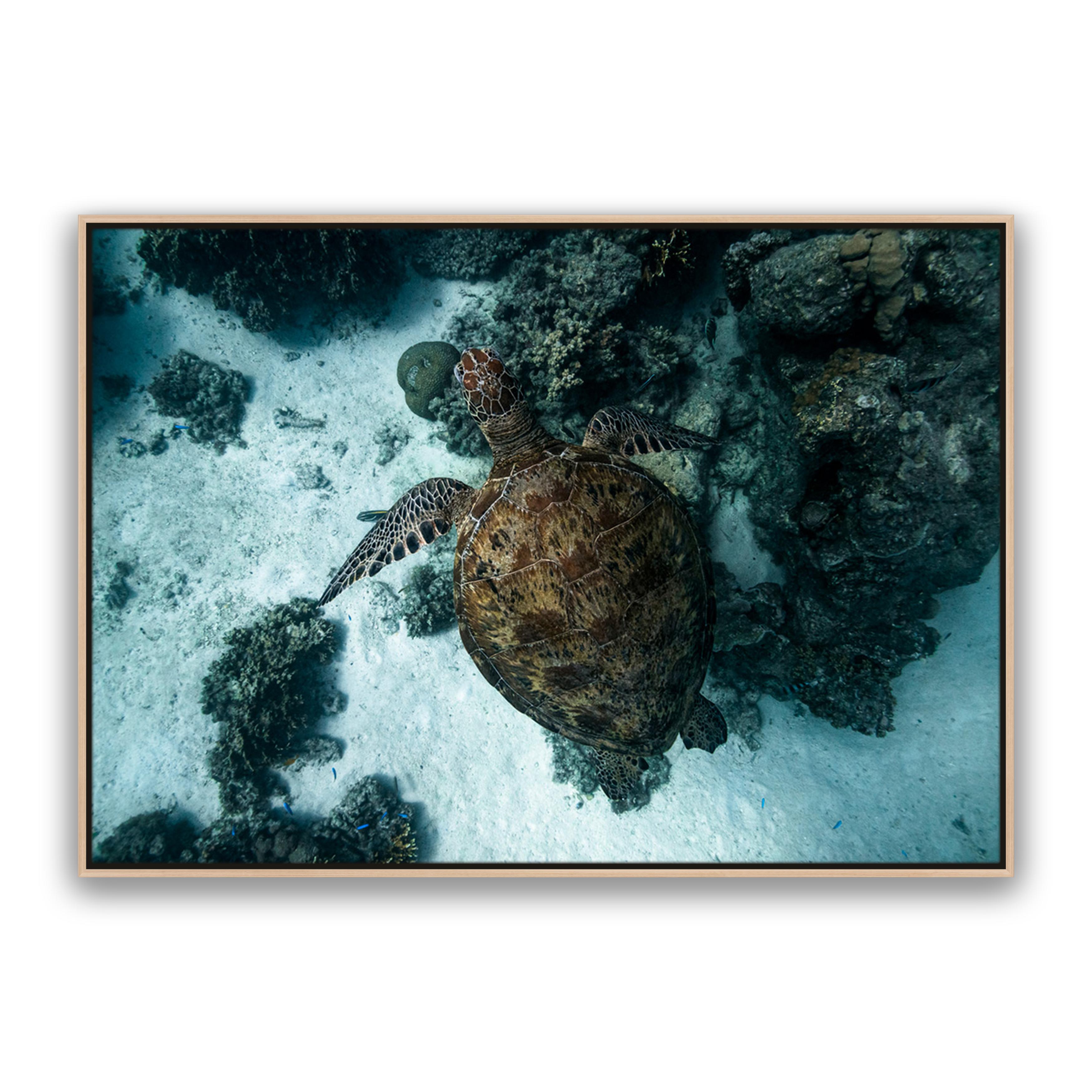 Turtle Island