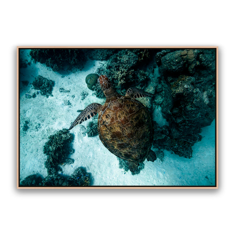 Turtle Island