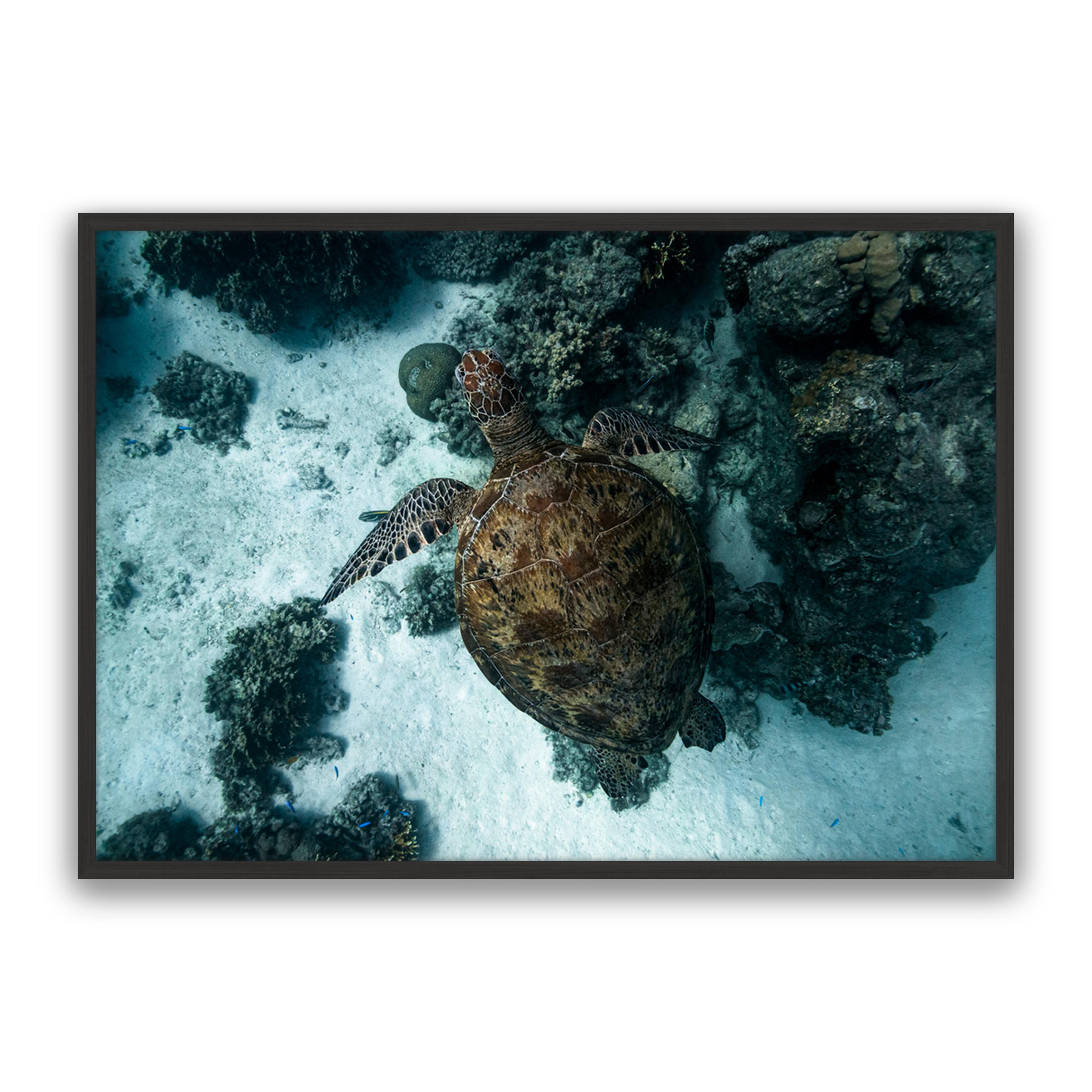 Turtle Island