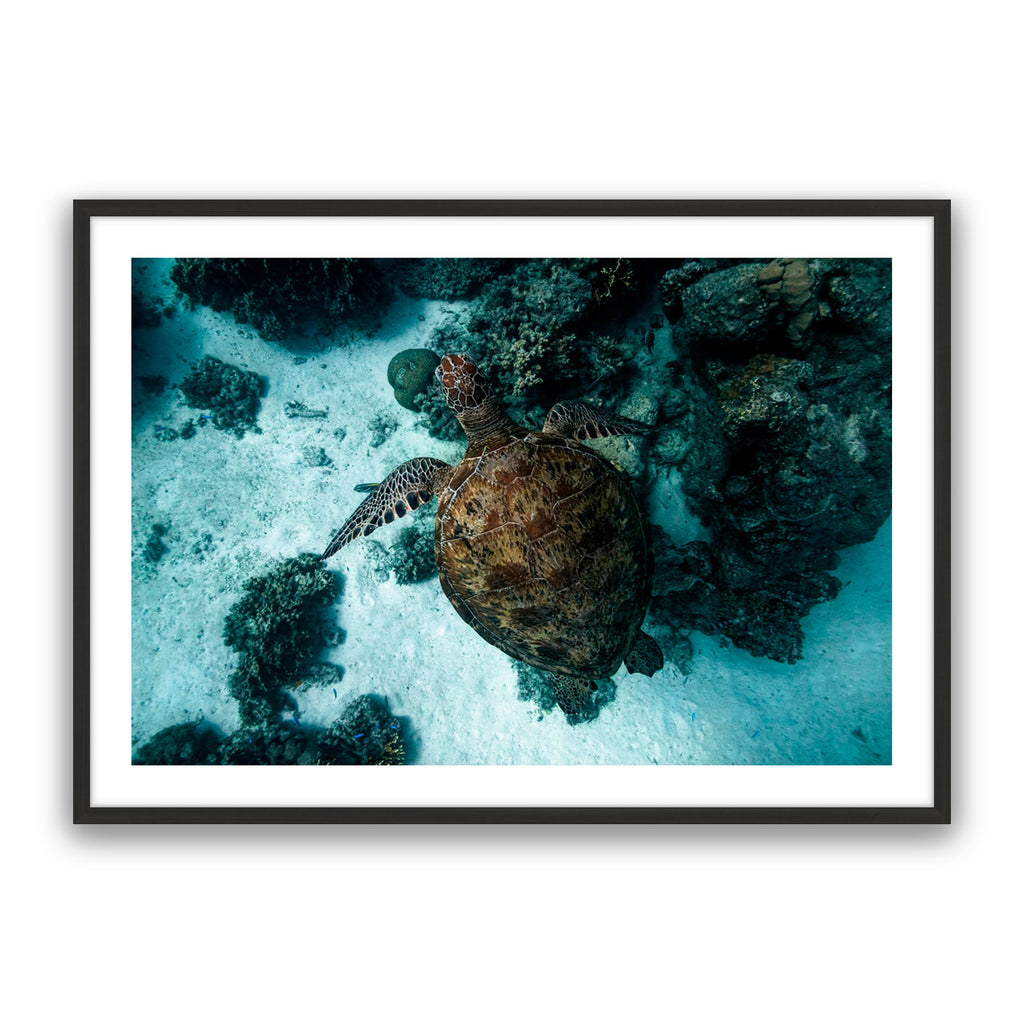 Turtle Island