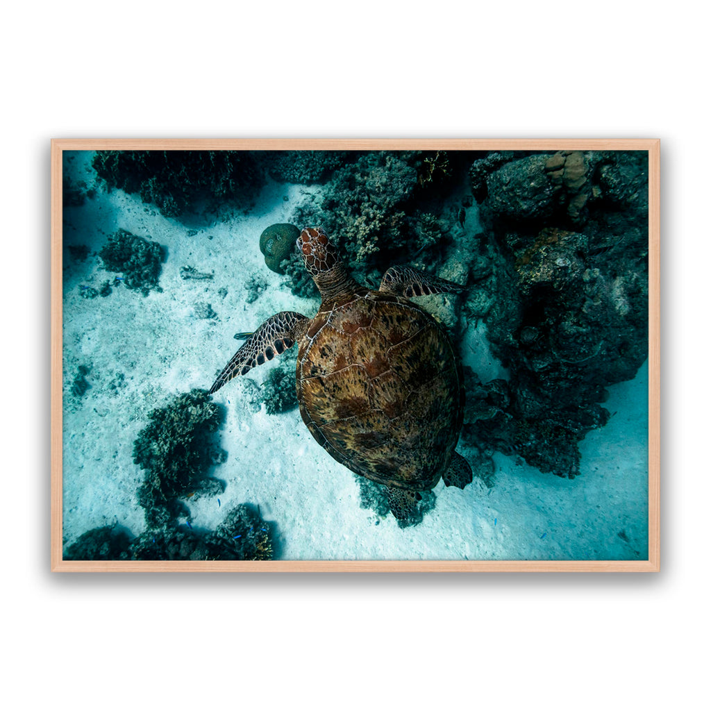 Turtle Island