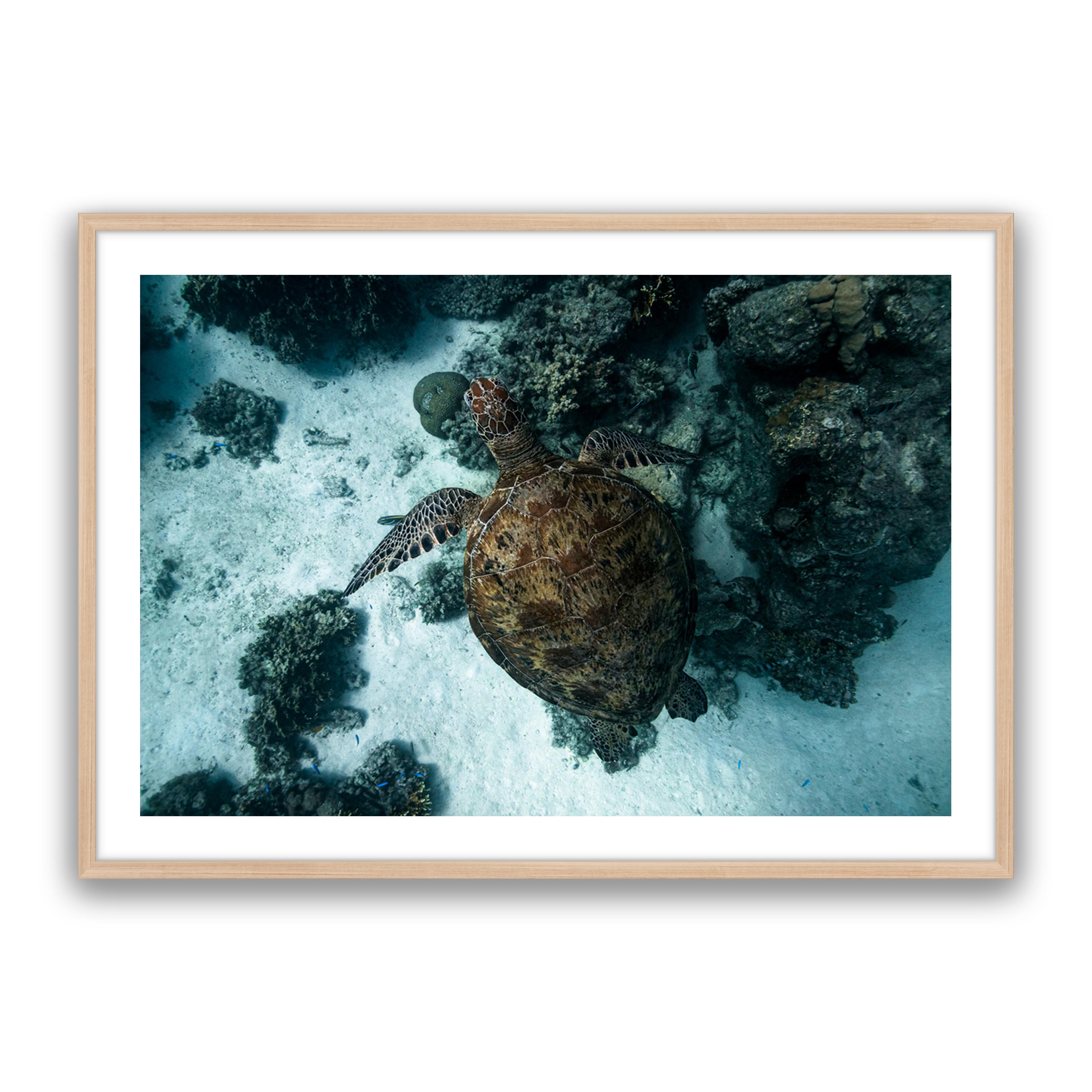 Turtle Island