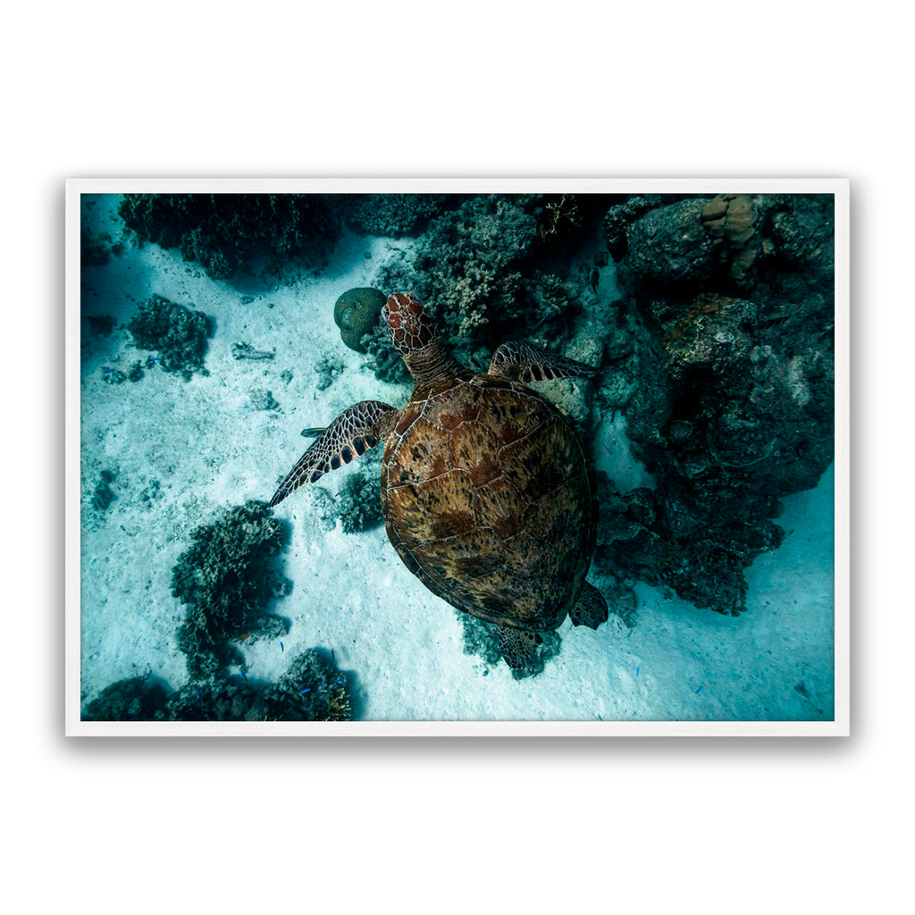 Turtle Island