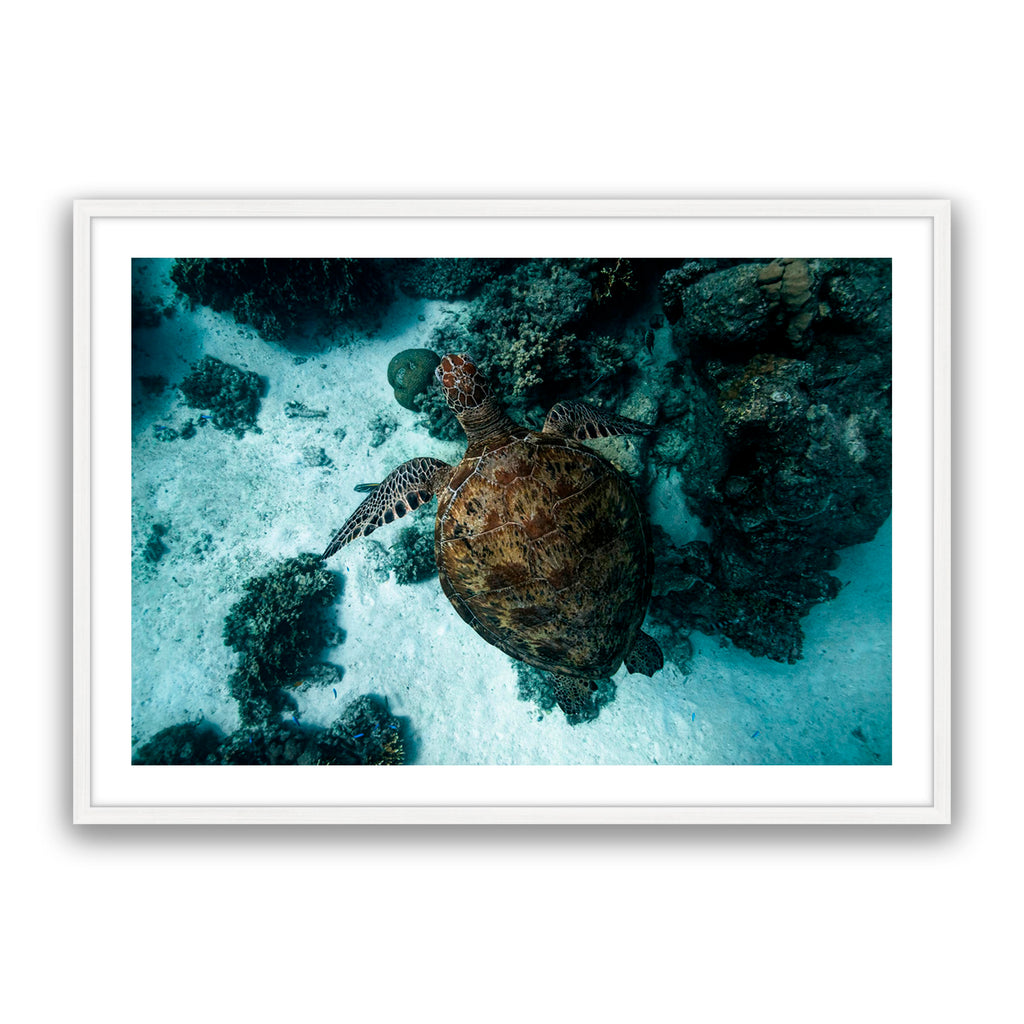 Turtle Island