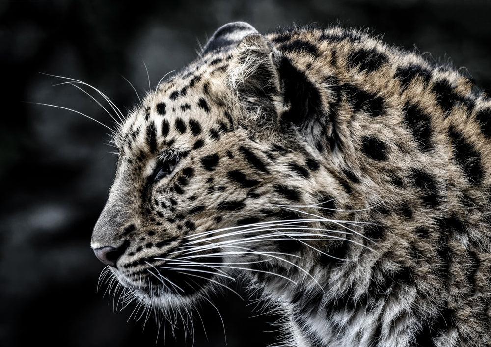 Leo