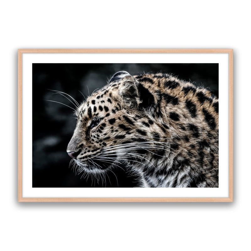 Leo