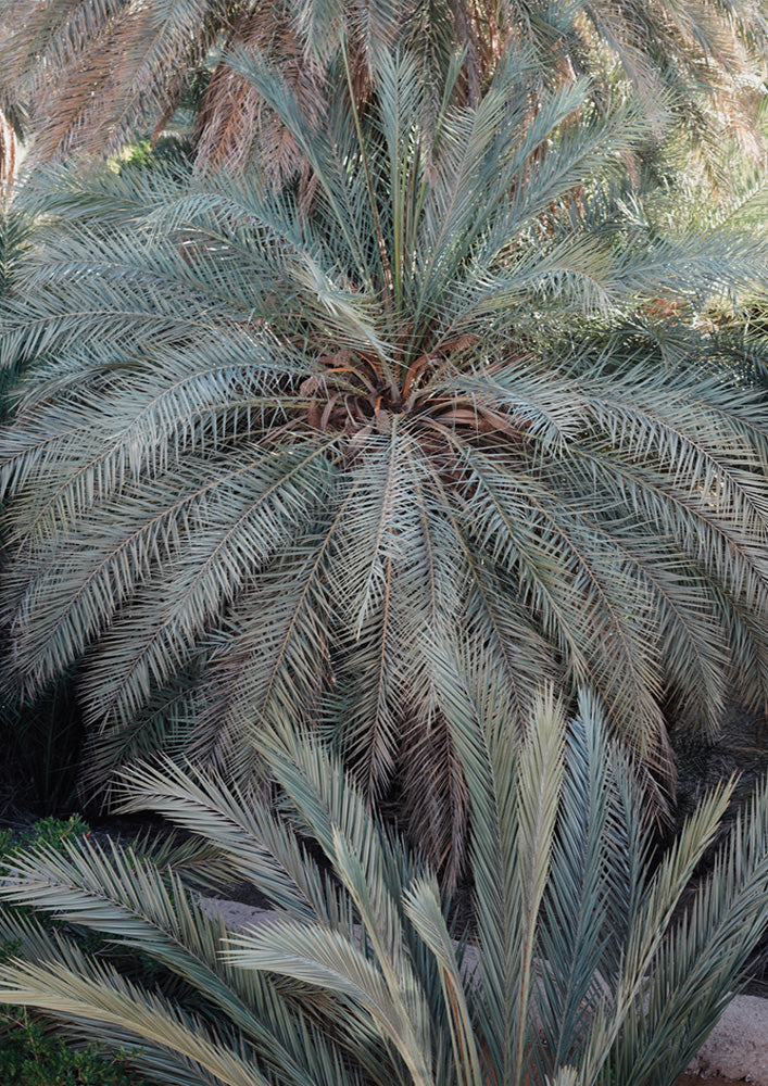 Palm Grove