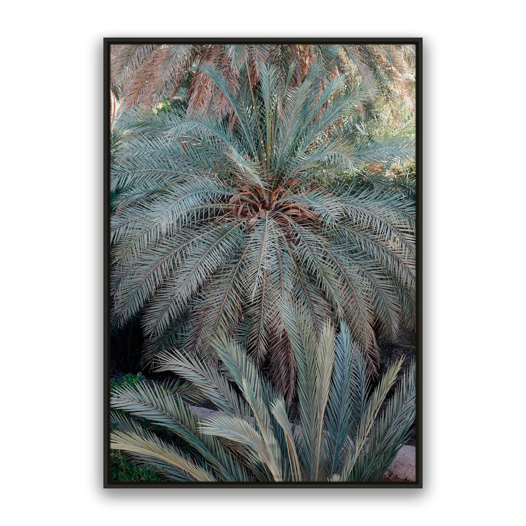 Palm Grove