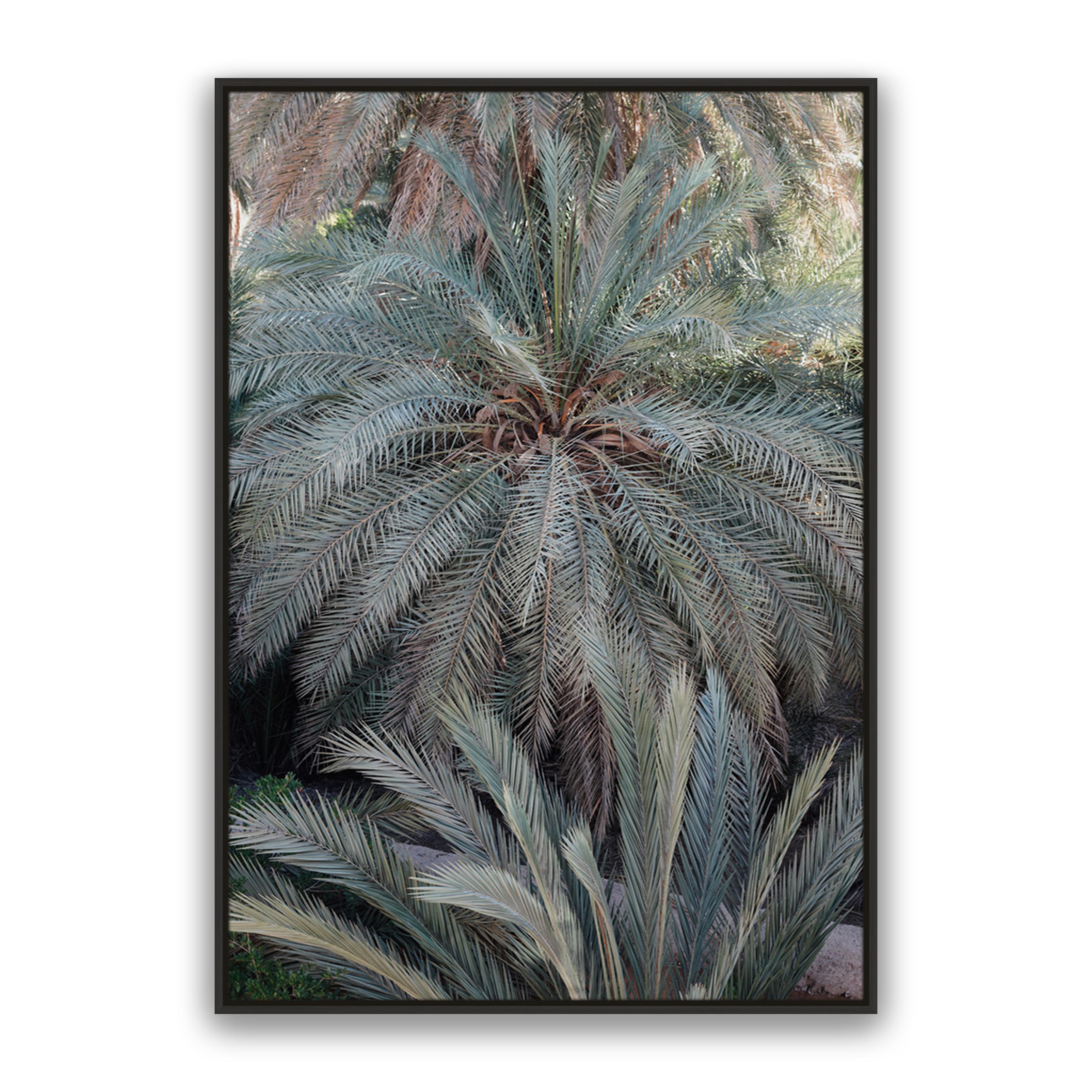 Palm Grove