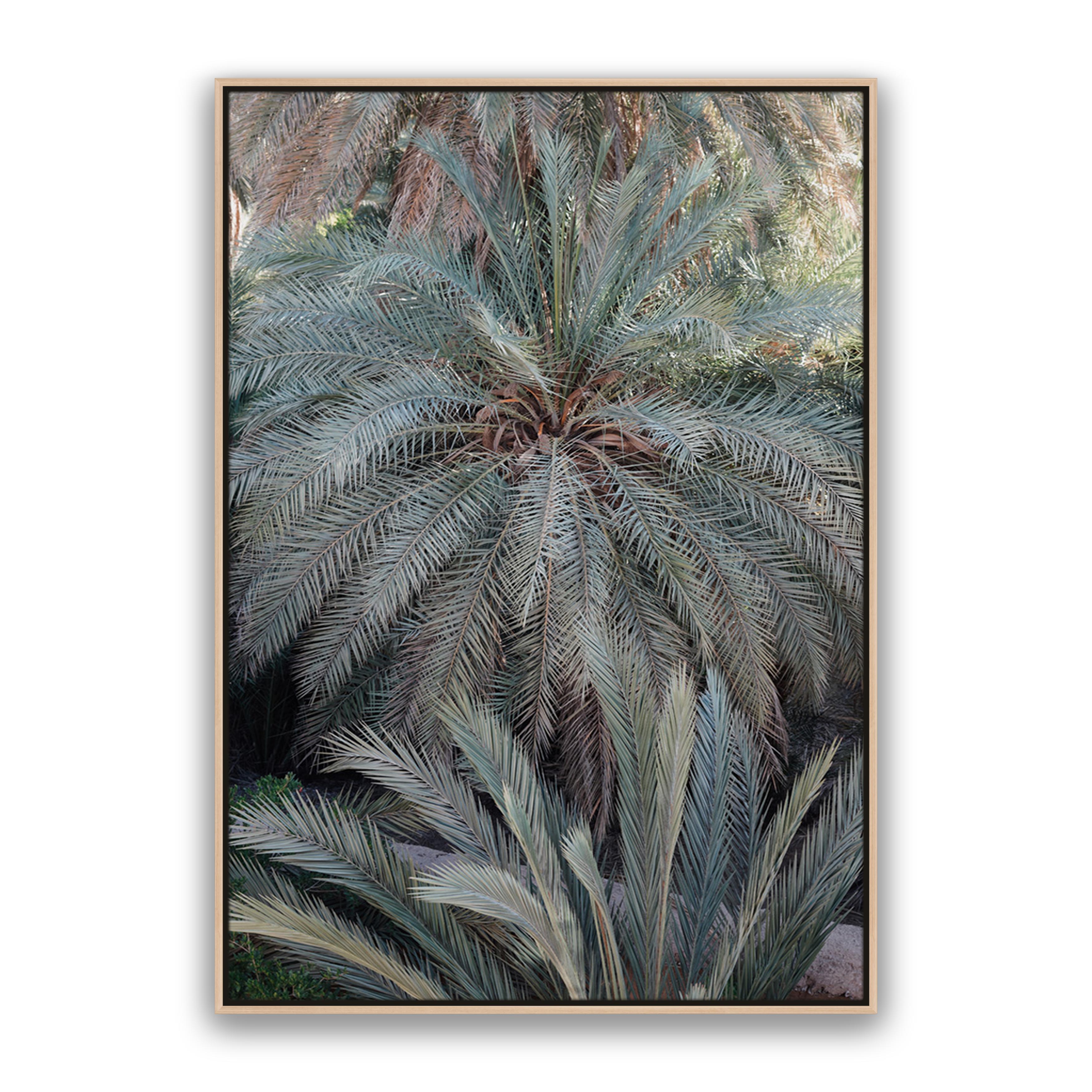Palm Grove