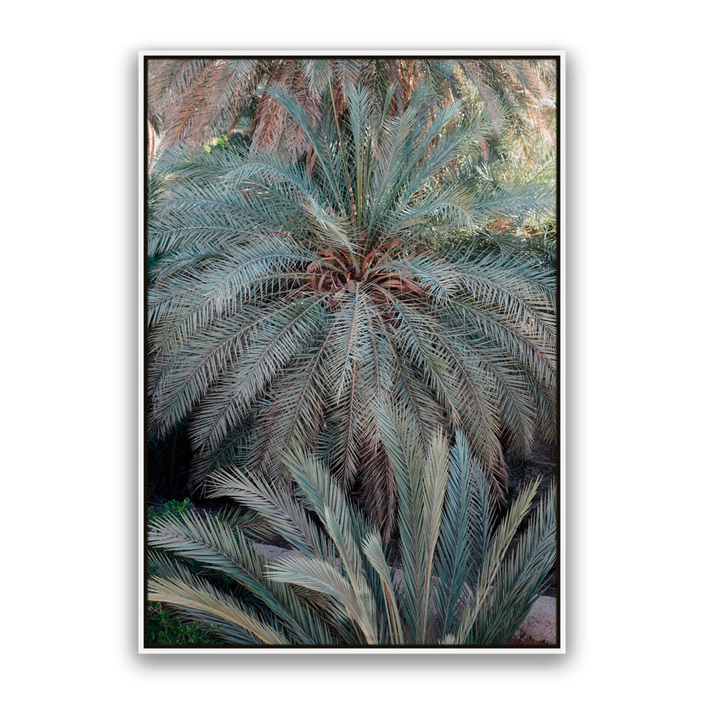 Palm Grove