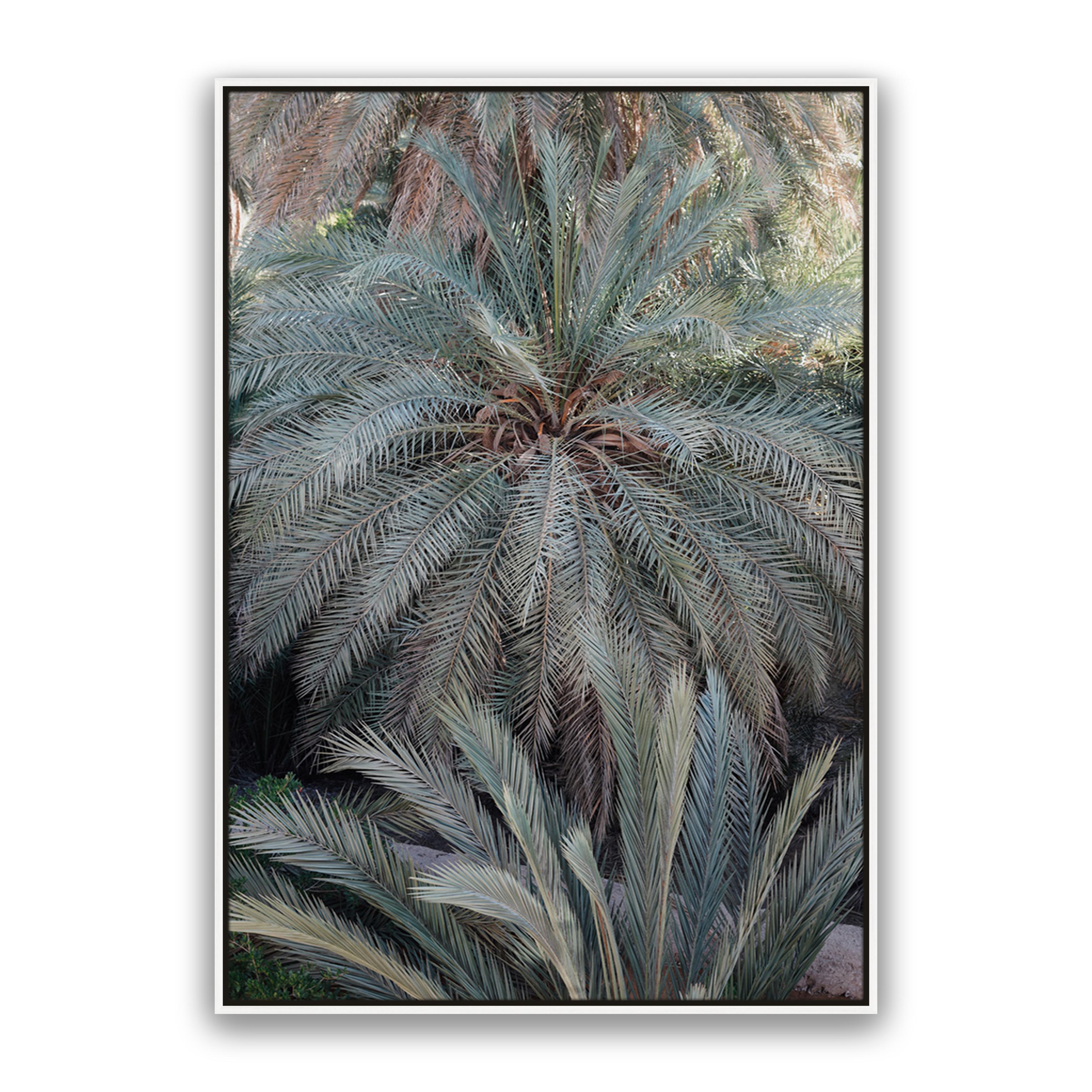 Palm Grove