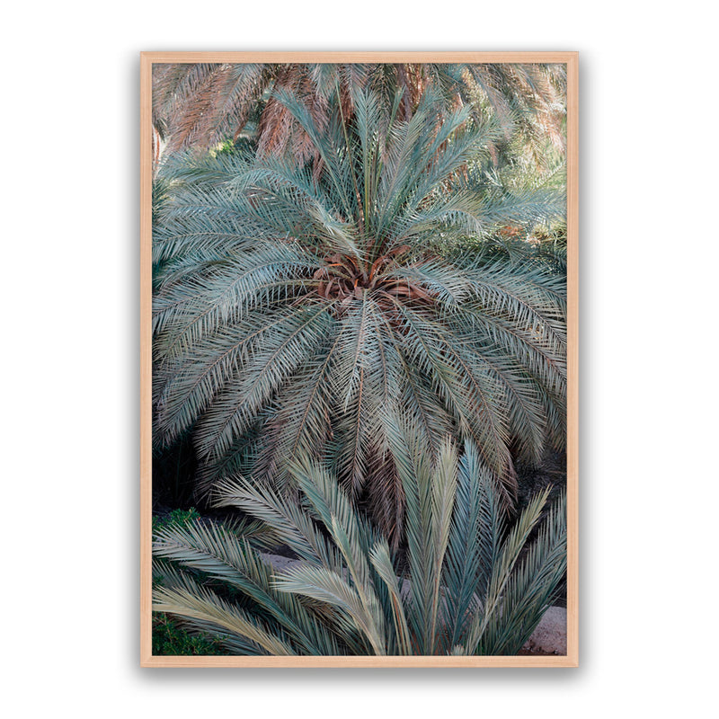 Palm Grove
