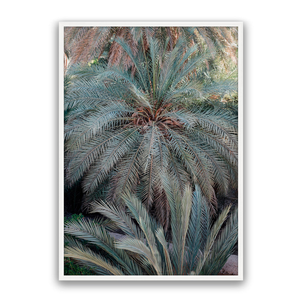 Palm Grove
